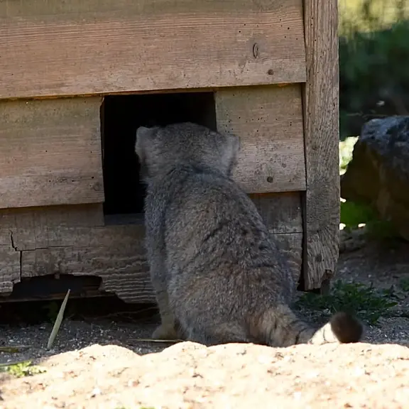 A photograph of a Pallas's cat in Port Lympne Wild Animal Park