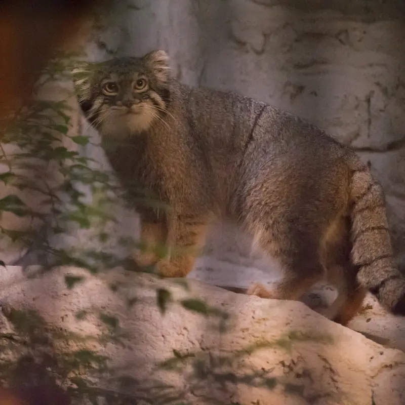 A photograph of Figa in Nogeyama Zoo
