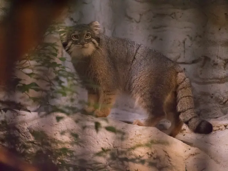 A photograph of Figa in Nogeyama Zoo