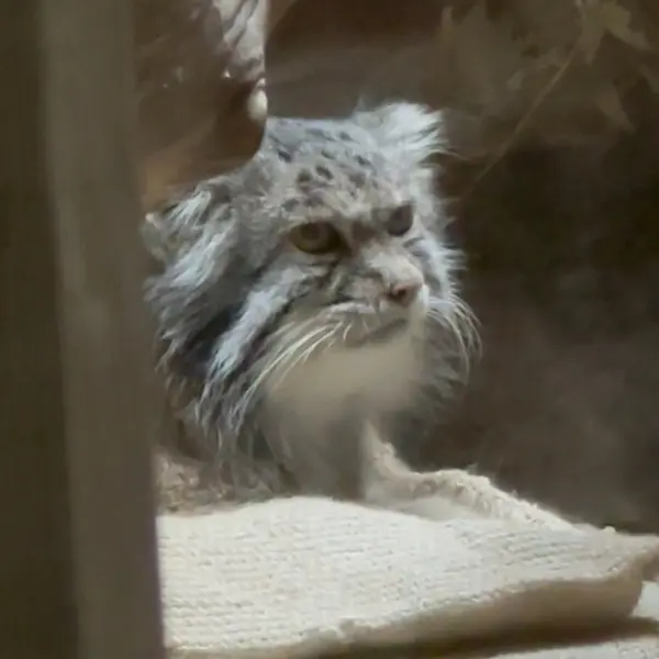 A photograph of a Pallas's cat