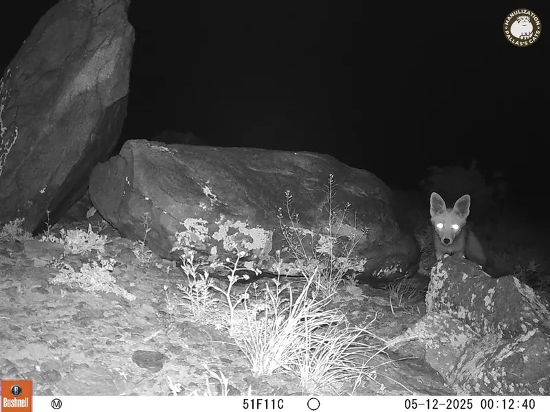A photograph of Red fox from Koshkar camera trap