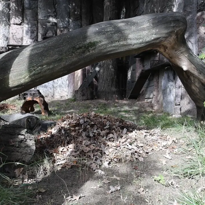 A photograph of Timofey in Moscow zoo