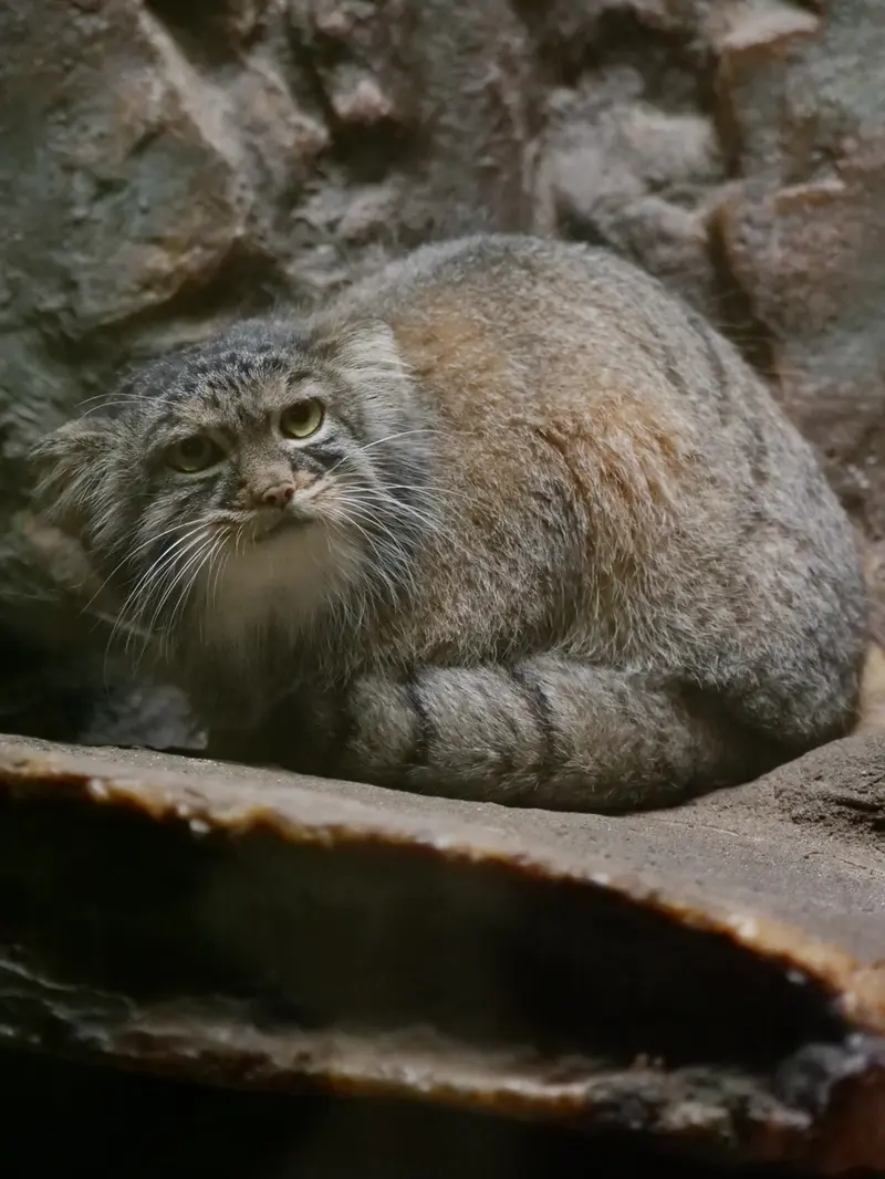 A photograph of Shafran in Ueno Zoological Gardens