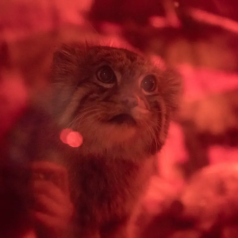 A photograph of Naim in Ueno Zoological Gardens