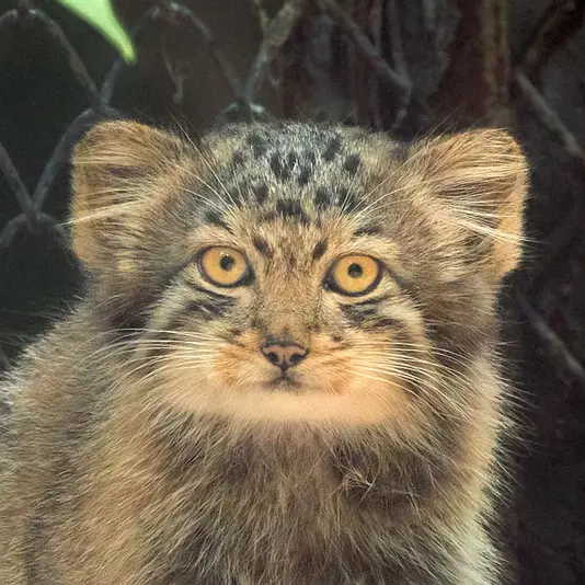 Ginger the Pallas's cat from Novosibirsk Zoo