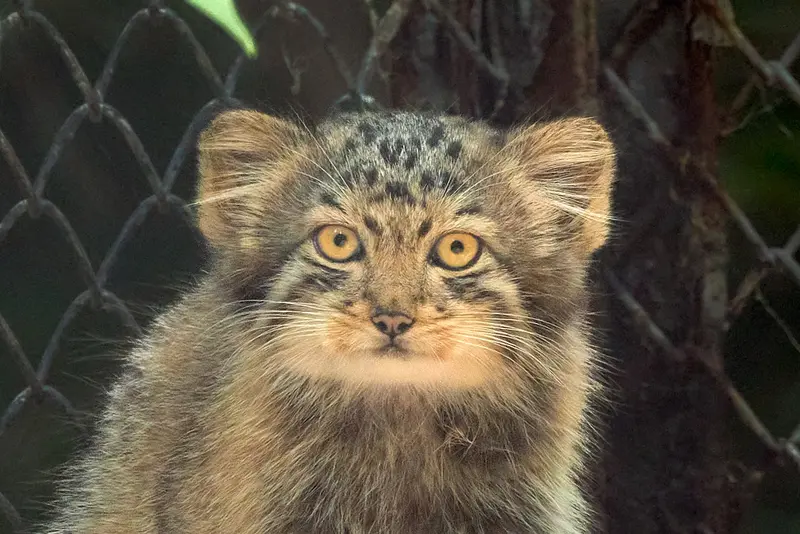 A photograph of Ginger in Novosibirsk Zoo