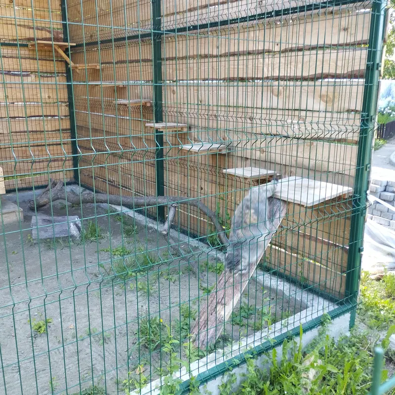 A photograph of Chip in Barnaul zoo “Lesnaya skazka”