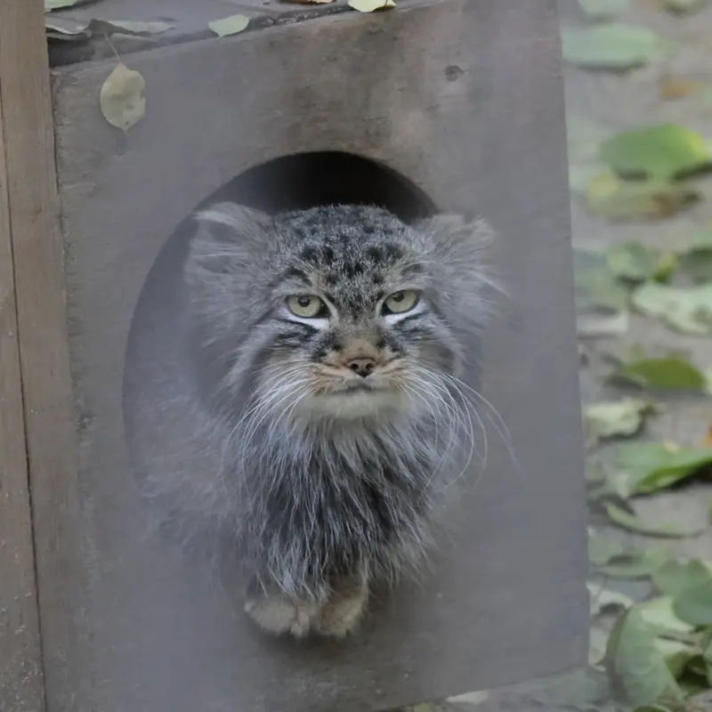 A photograph of Leon in Novosibirsk Zoo