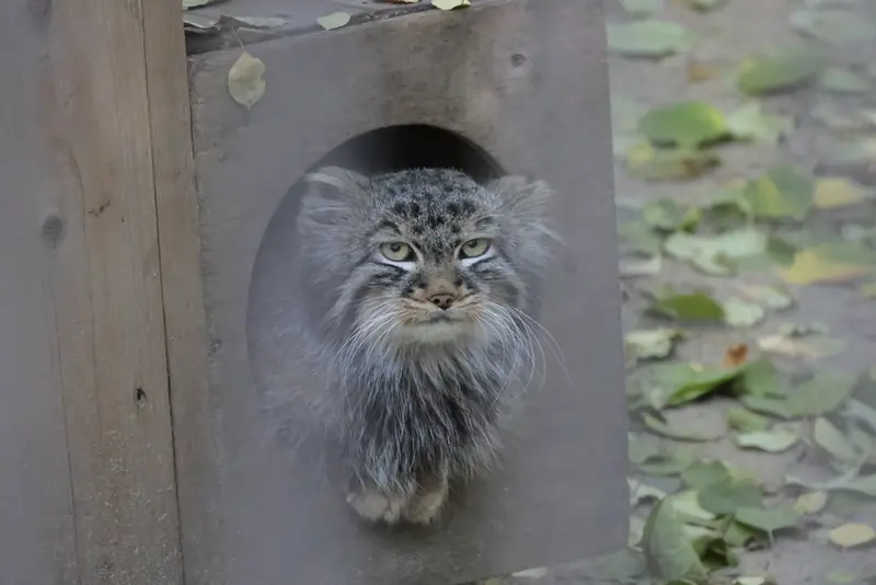 A photograph of Leon in Novosibirsk Zoo