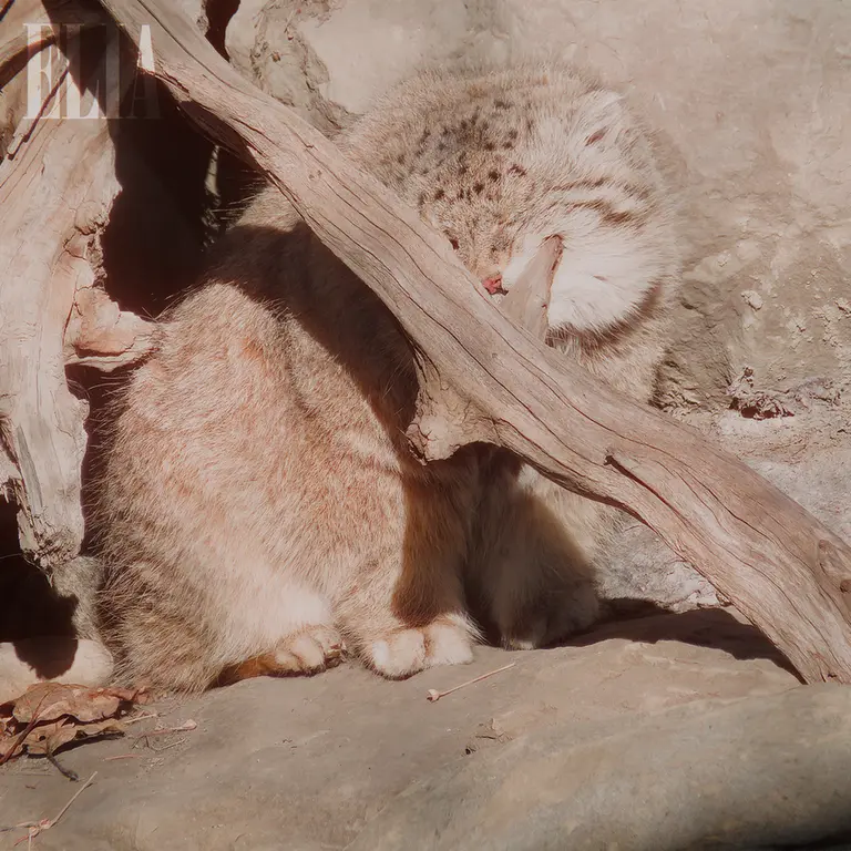 A photograph of Olaf in Calgary Zoo / Wilder Institute