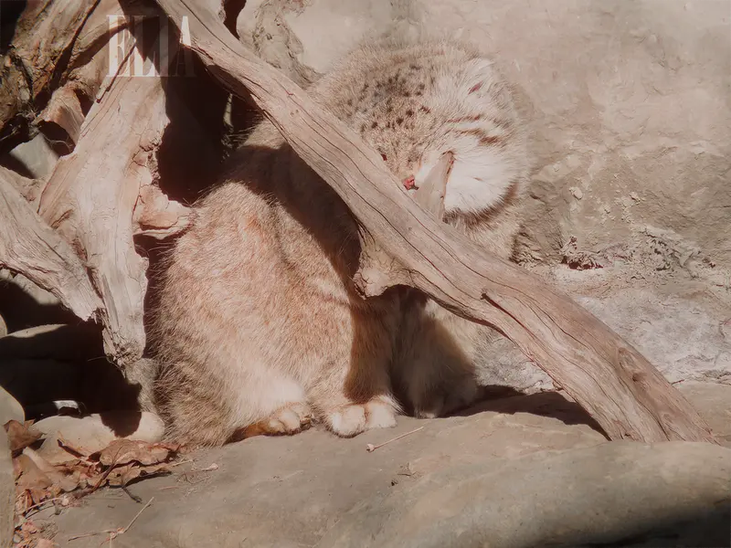 A photograph of Olaf in Calgary Zoo / Wilder Institute