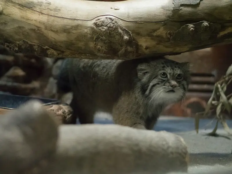 A photograph of Klyon in Ueno Zoological Gardens