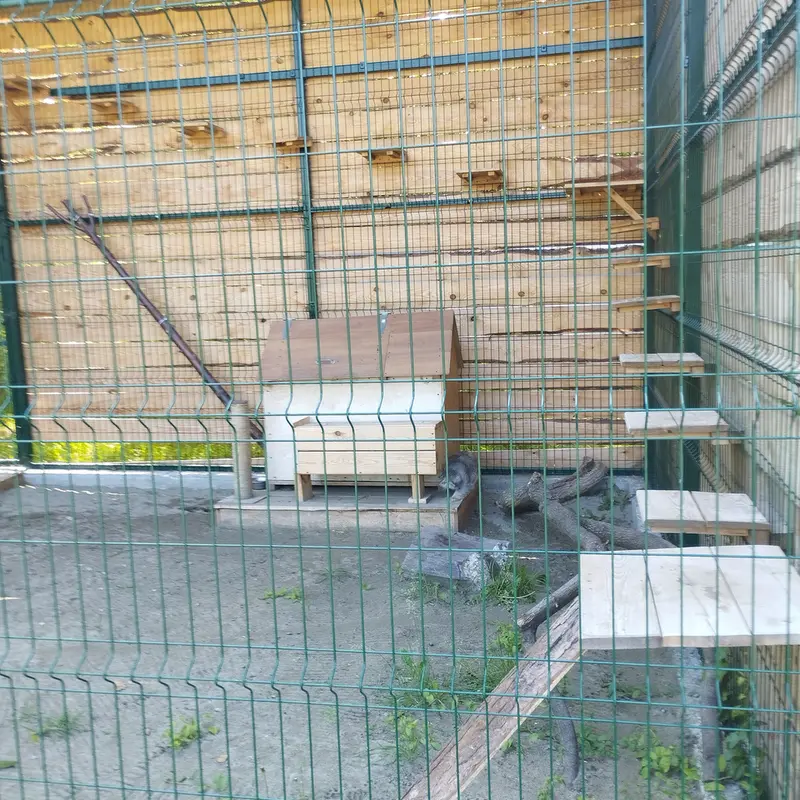 A photograph of Chip in Barnaul zoo “Lesnaya skazka”