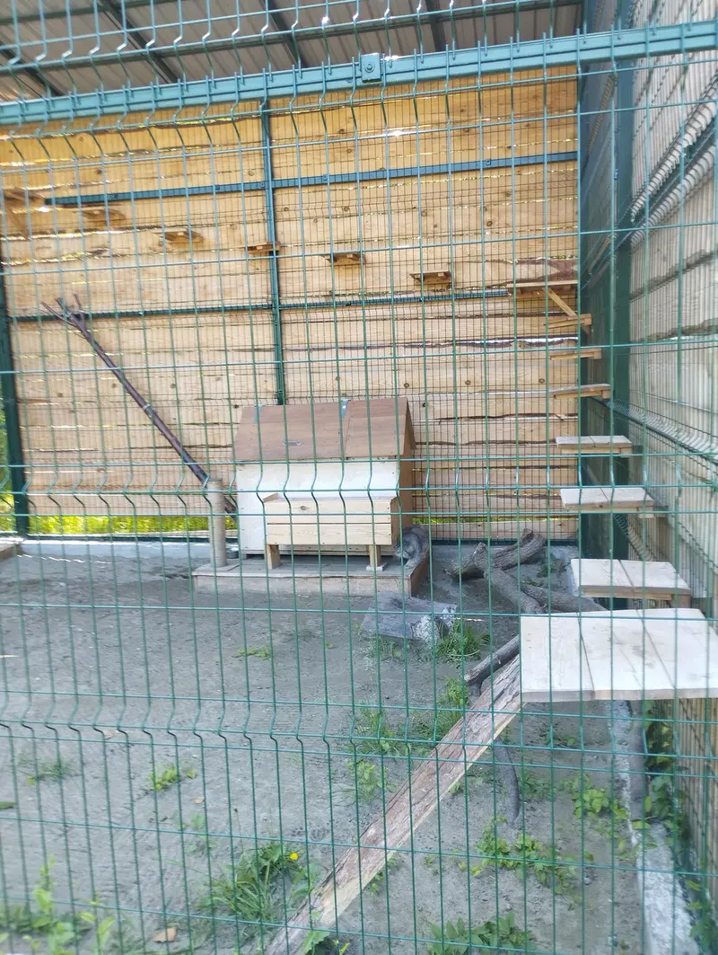 A photograph of Chip in Barnaul zoo “Lesnaya skazka”