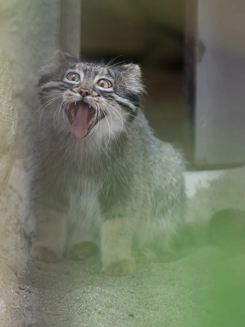 A photograph of Figa in Nogeyama Zoo
