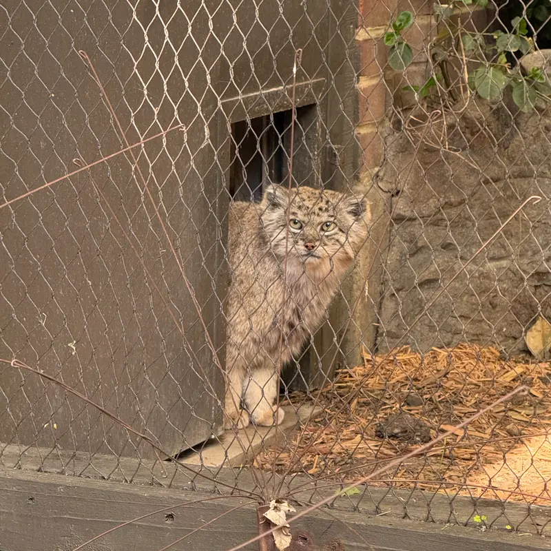 A photograph of Batu in Prospect Park Zoo