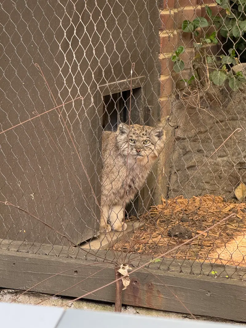 A photograph of Batu in Prospect Park Zoo