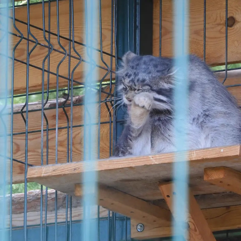 A photograph of a Pallas's cat