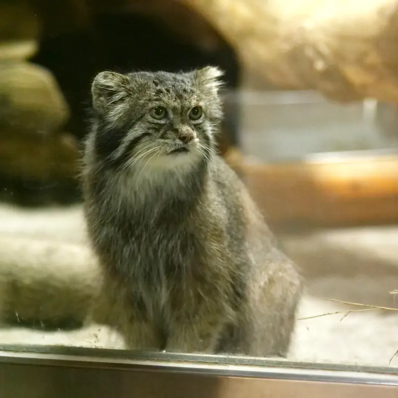 A photograph of Klyon in Ueno Zoological Gardens
