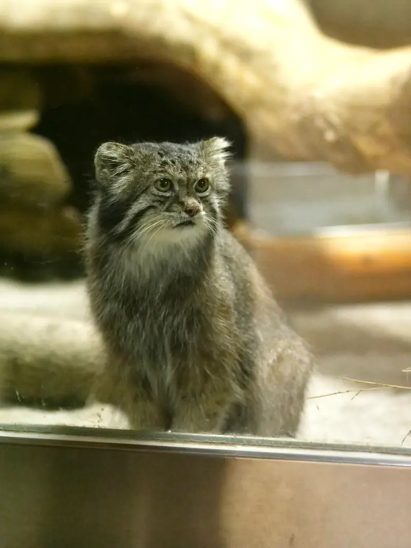A photograph of Klyon in Ueno Zoological Gardens