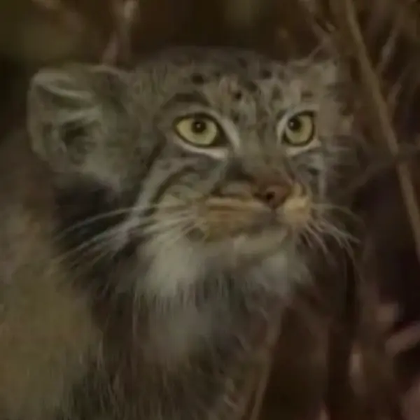 A photograph of Lalaa in Ueno Zoological Gardens