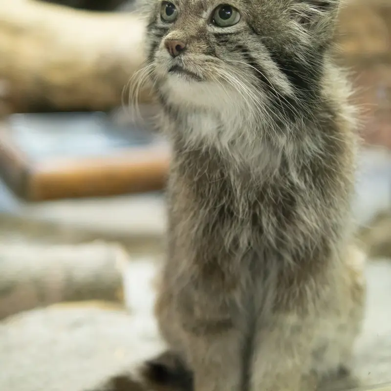 A photograph of Klyon in Ueno Zoological Gardens