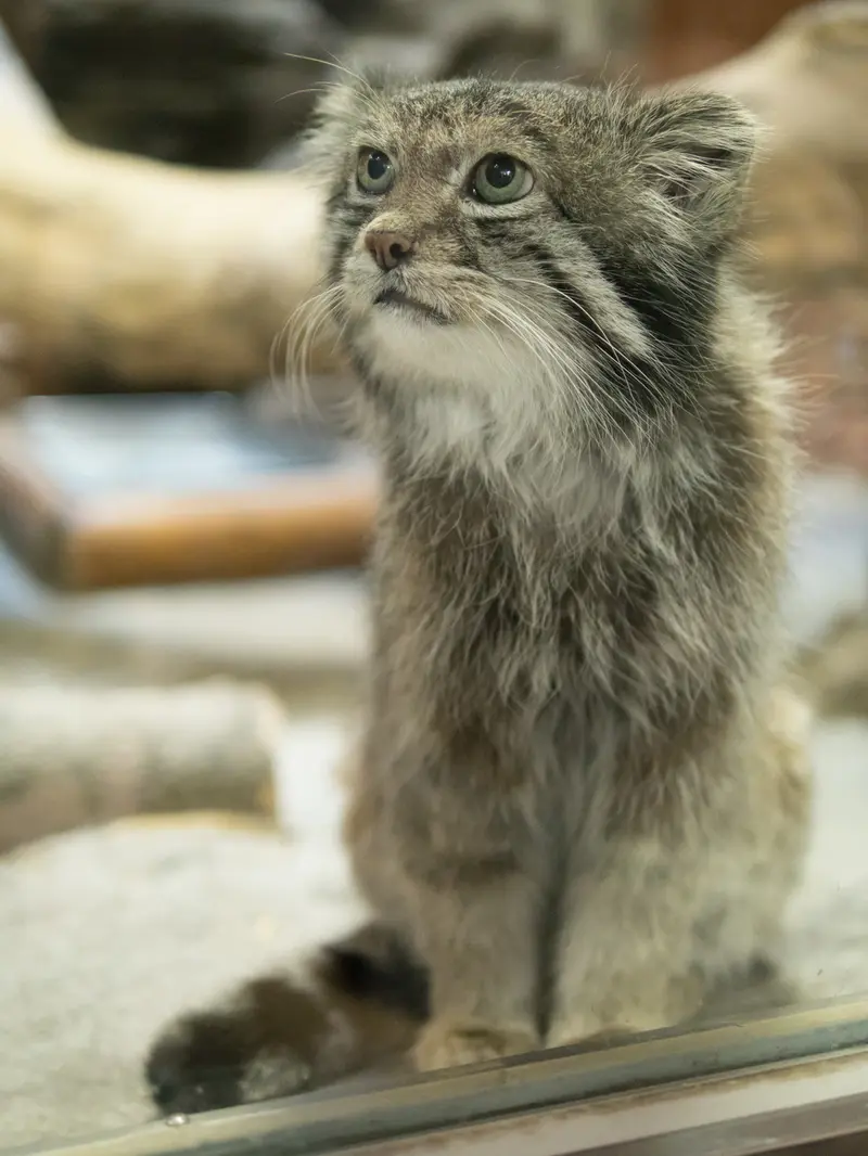 A photograph of Klyon in Ueno Zoological Gardens