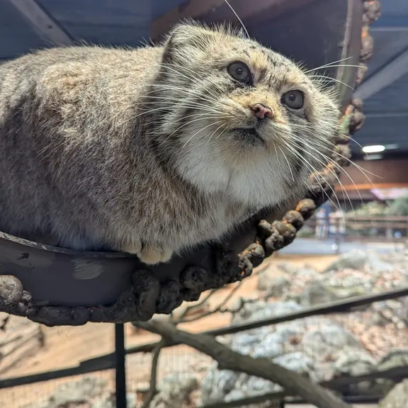 A photograph of Norbu in Mill Mountain Zoo
