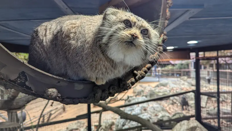 A photograph of Norbu in Mill Mountain Zoo