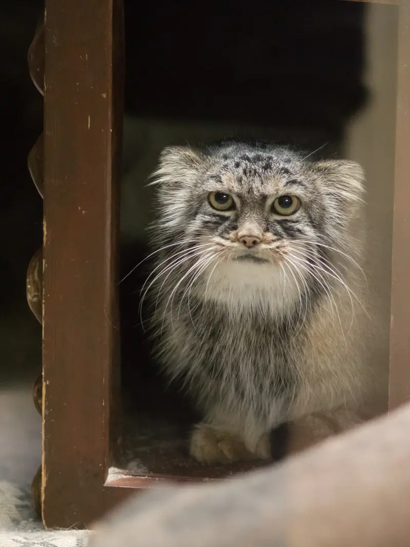A photograph of Shafran in Ueno Zoological Gardens