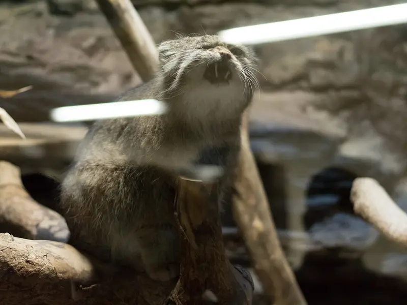 A photograph of Klyon in Ueno Zoological Gardens