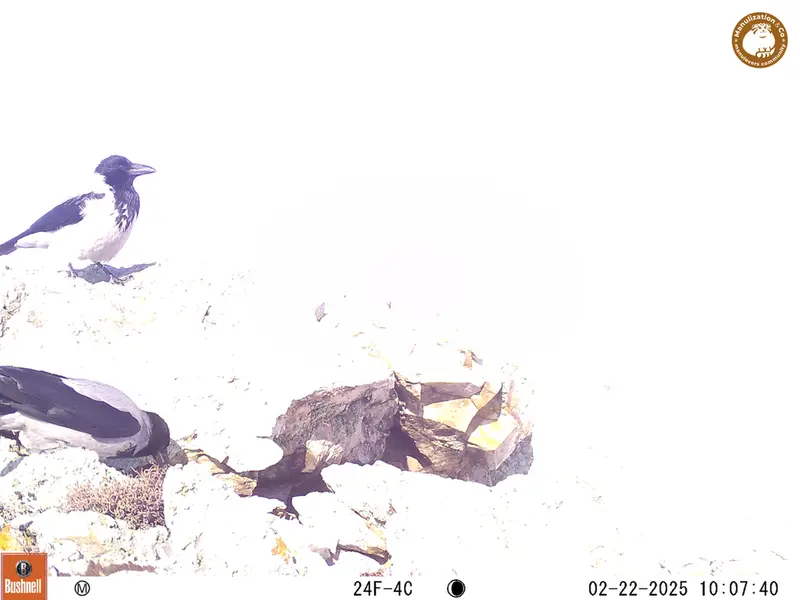 A photograph of a Pallas&#039;s cat from Besshoky 1 camera trap