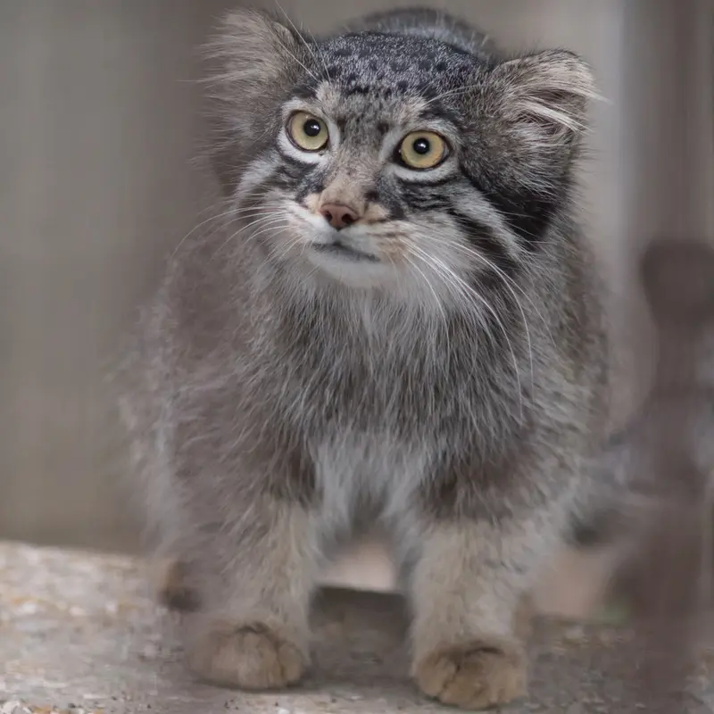 A photograph of Figa in Nogeyama Zoo