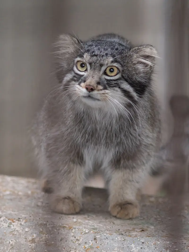 A photograph of Figa in Nogeyama Zoo