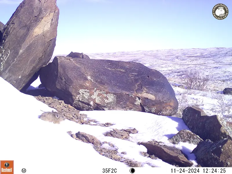 A photograph of Kazakh pika from Koshkar camera trap