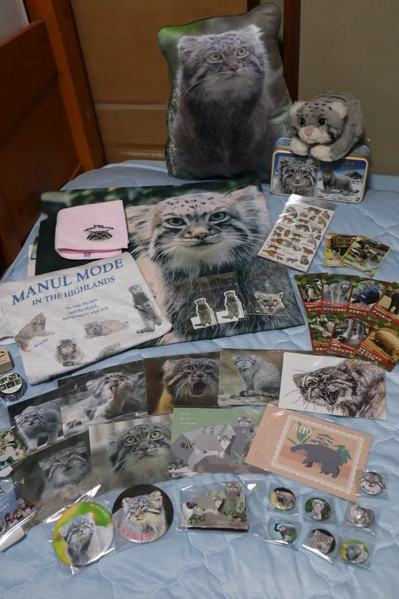 A photograph of a Pallas's cat