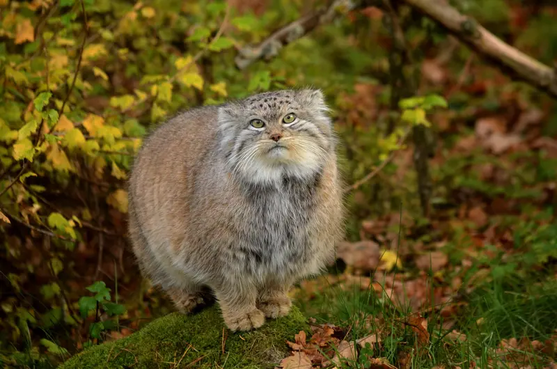 A photograph of a Pallas's cat