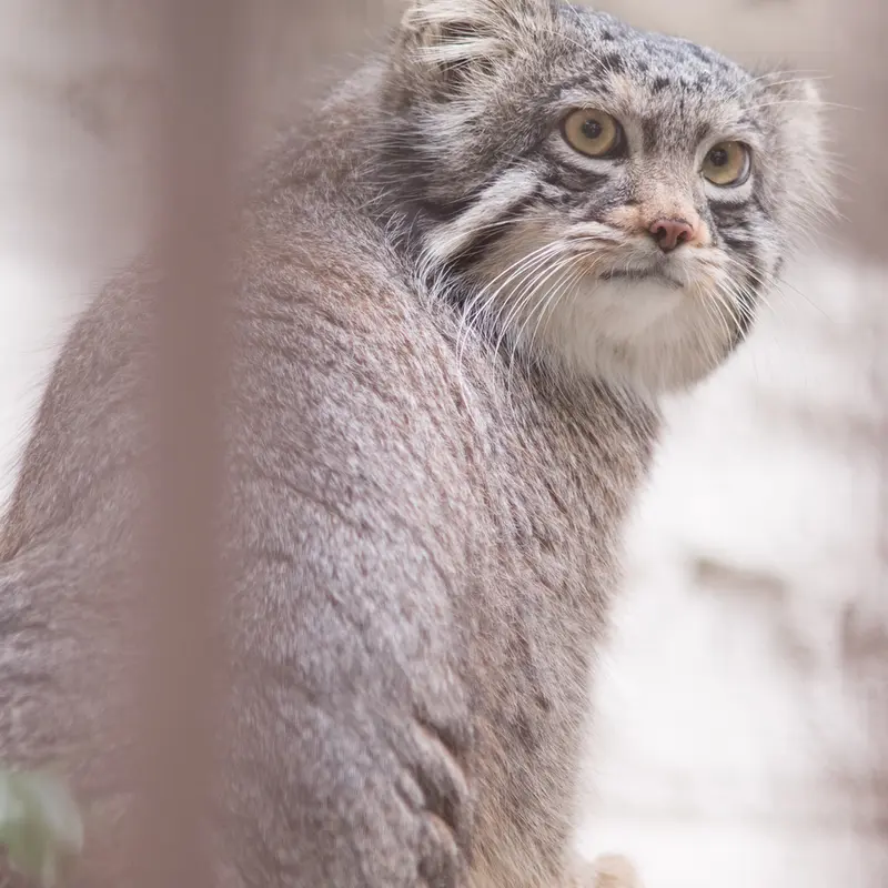 A photograph of Figa in Nogeyama Zoo