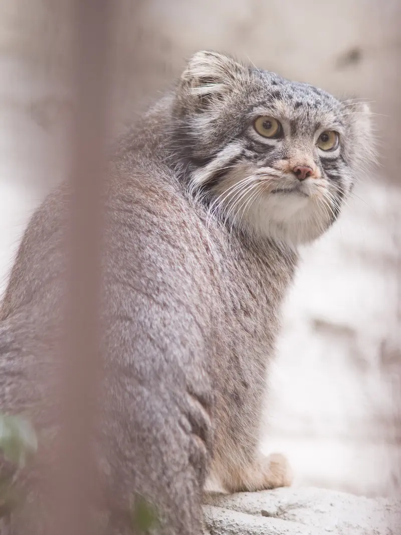A photograph of Figa in Nogeyama Zoo