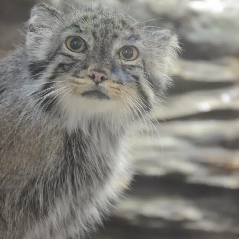 A photograph of Yus in Ueno Zoological Gardens