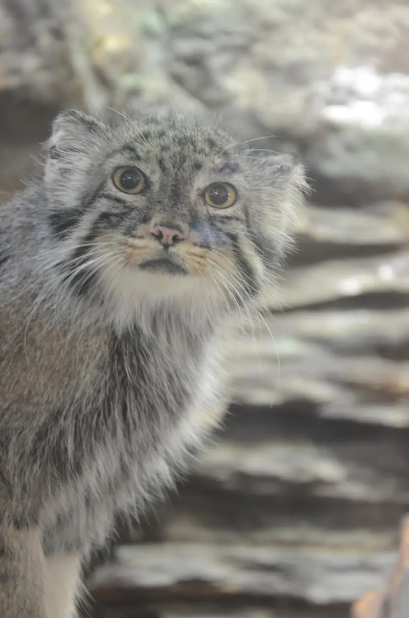 A photograph of Yus in Ueno Zoological Gardens