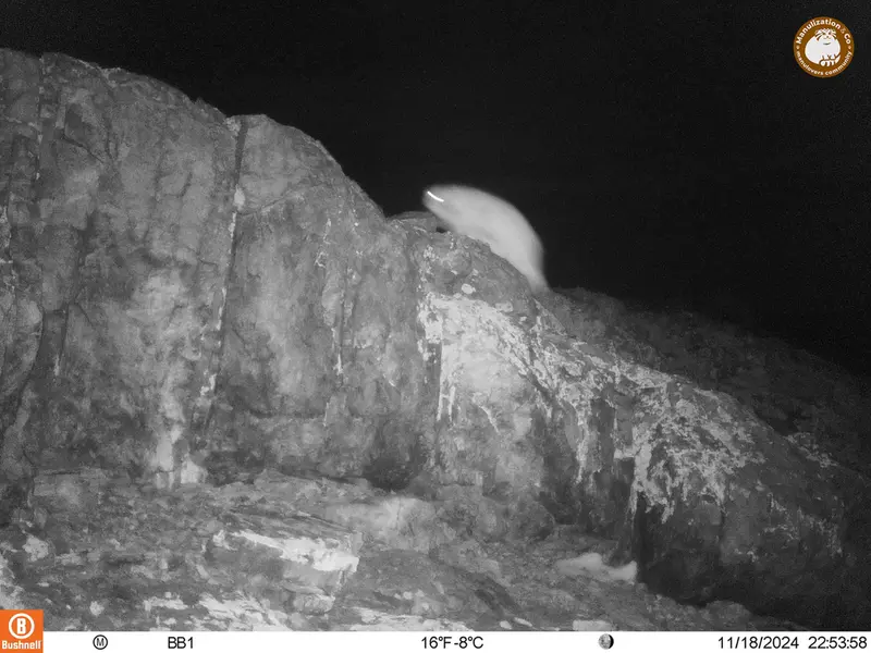 A photograph of Otocolobus manul manul from Aktas-Kunkora camera trap