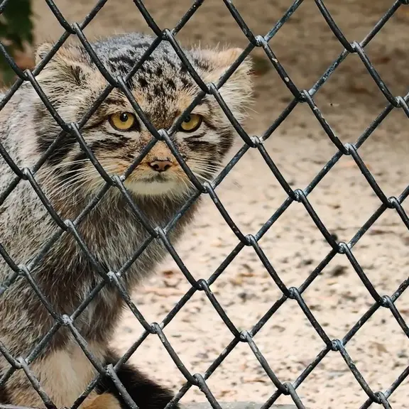 A photograph of a Pallas's cat in Novosibirsk Zoo