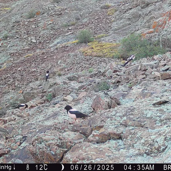 A photograph of a Pallas's cat from Janator [new] camera trap