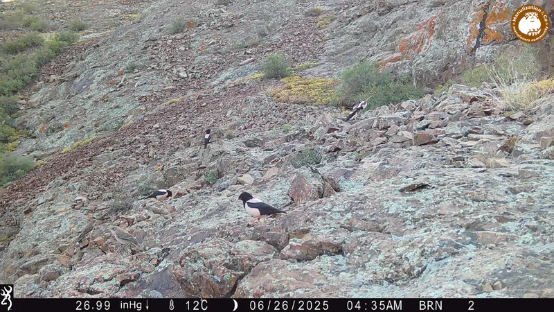 A photograph of a Pallas's cat from Janator [new] camera trap