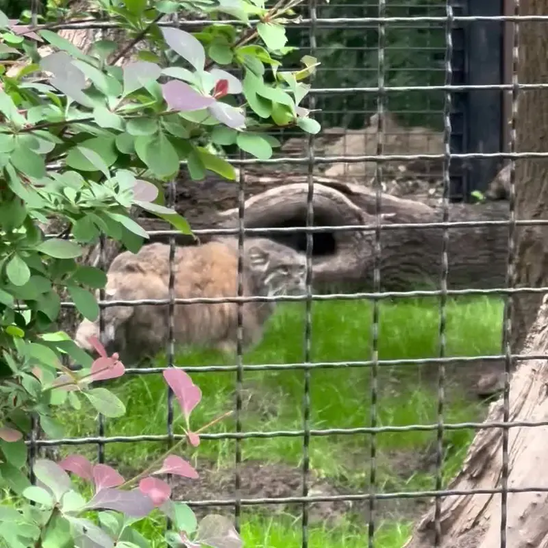 A photograph of a Pallas's cat in Warsaw Zoo