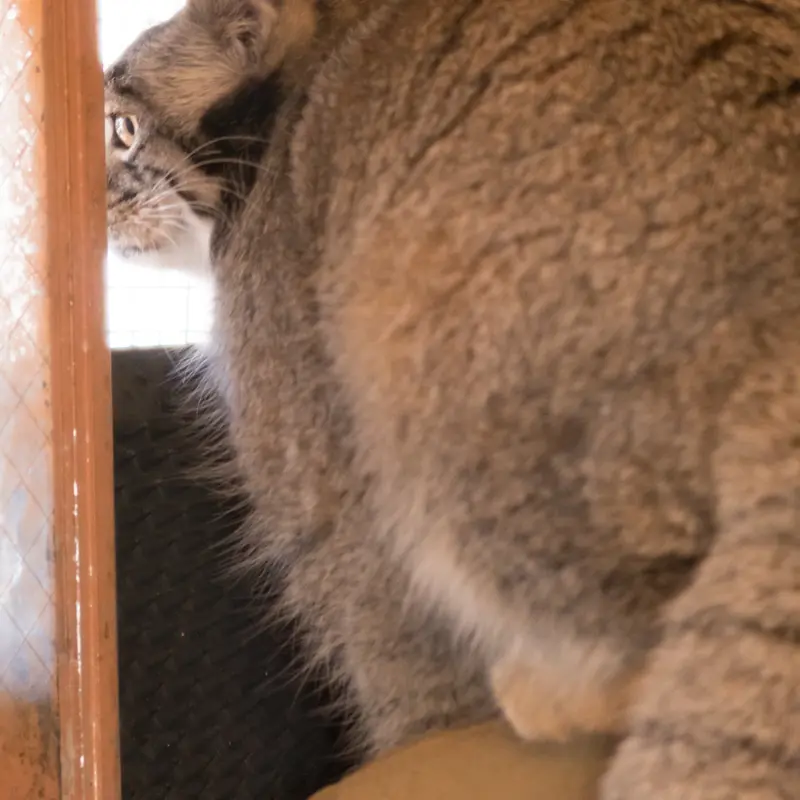 A photograph of Oto in Saitama Children's Zoo