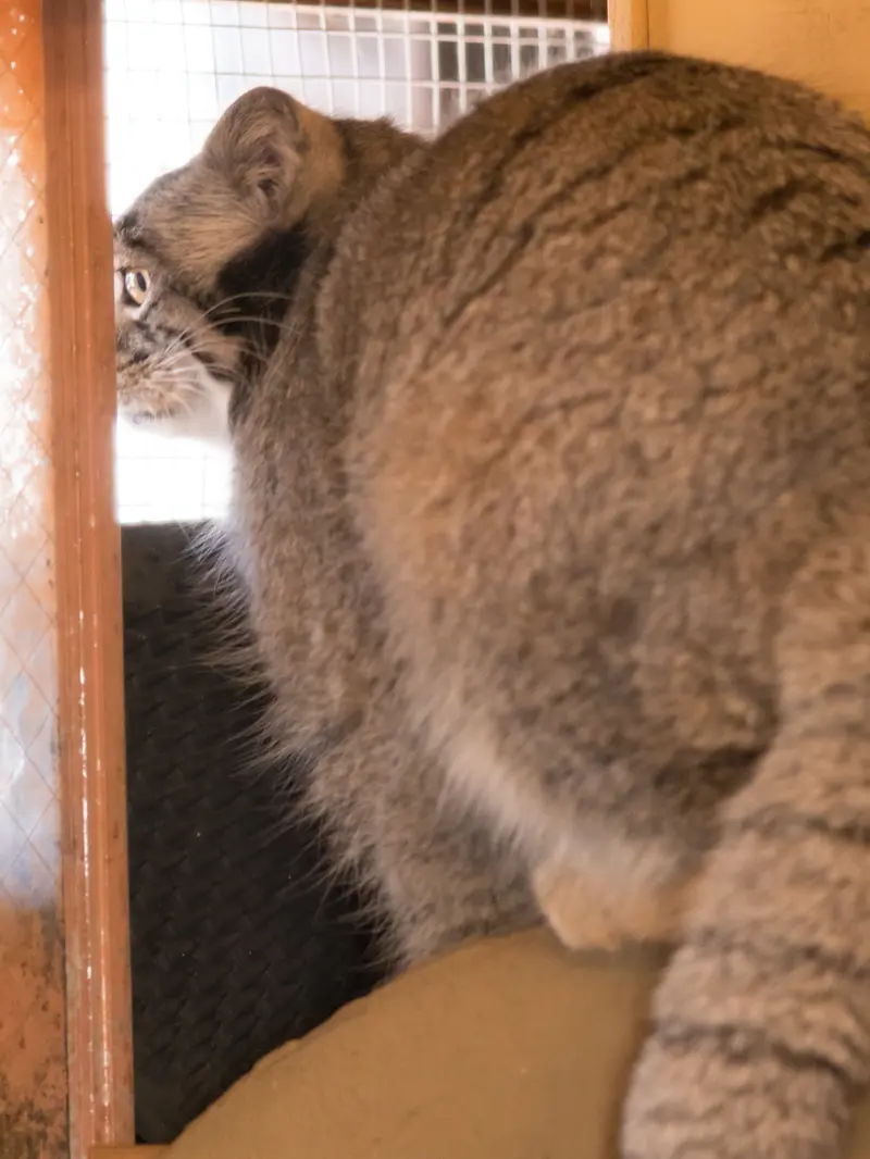 A photograph of Oto in Saitama Children's Zoo
