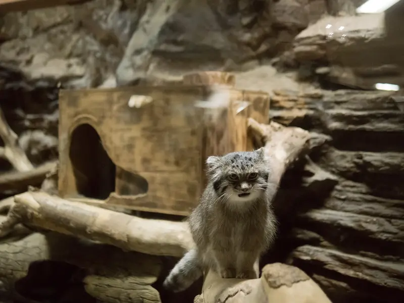 A photograph of Klyon in Ueno Zoological Gardens
