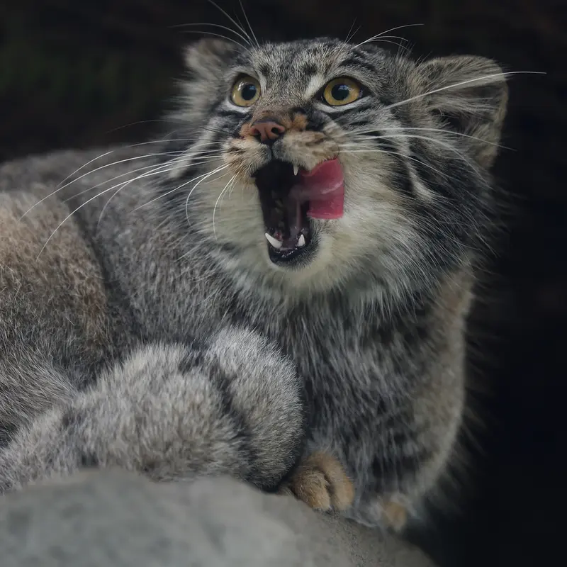 A photograph of Mei in Kobe Animal Kingdom